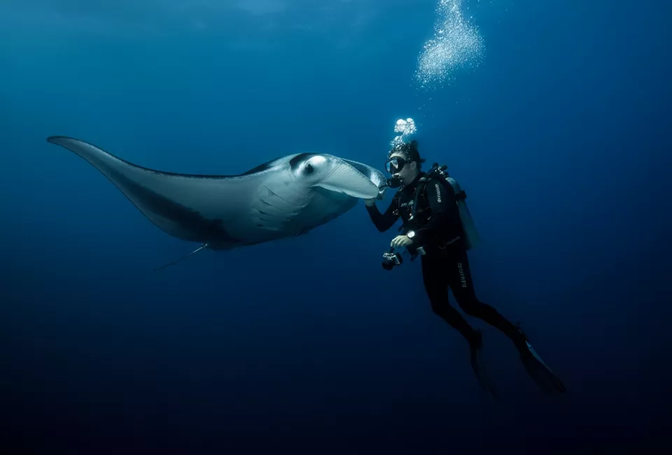 manta ray with diver